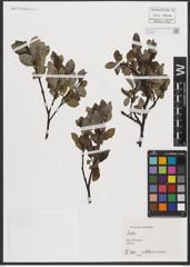 Foto von Salix L.